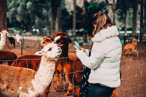 O'Reilly's & Lamington National Park Incl. Alpaca Farm + Vineyard - Accommodation Gladstone 5