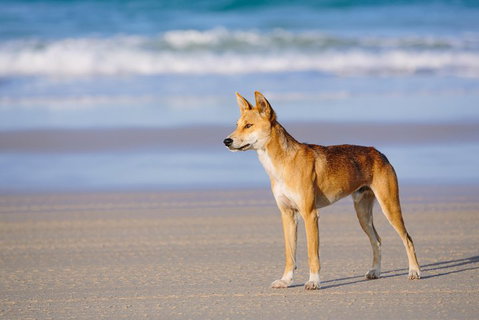 Fraser Island 4WD Tour From Rainbow Beach - Accommodation Gladstone 2