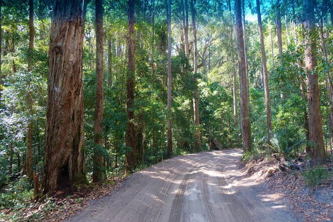 Fraser Island 4WD Tour From Rainbow Beach - Accommodation Gladstone 4