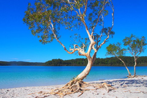 Fraser Island 4WD Tour From Rainbow Beach - Accommodation Gladstone 5