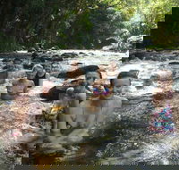 Daintree Rainforest Cape Tribulation Mossman Gorge Small-Group Day Tour - Accommodation Gladstone