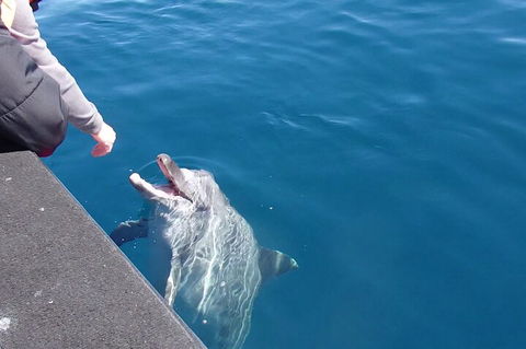 Noosa Wild Dolphin Safari - Accommodation Gladstone 0