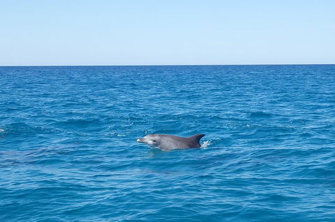 Noosa Wild Dolphin Safari - Accommodation Gladstone 1