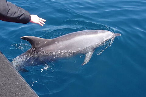 Noosa Wild Dolphin Safari - Accommodation Gladstone 2