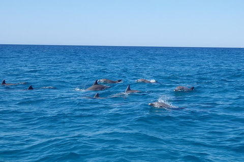 Noosa Wild Dolphin Safari - Accommodation Gladstone 3