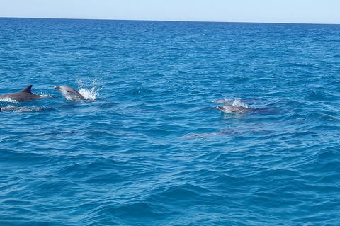 Noosa Wild Dolphin Safari - Accommodation Gladstone 4