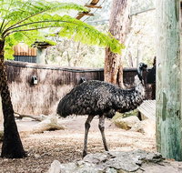 Sydney Taronga Zoo General Entry Ticket and Wild Australia Experience