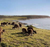 Kangaroo Island Personal Group Tours - Accommodation Gladstone