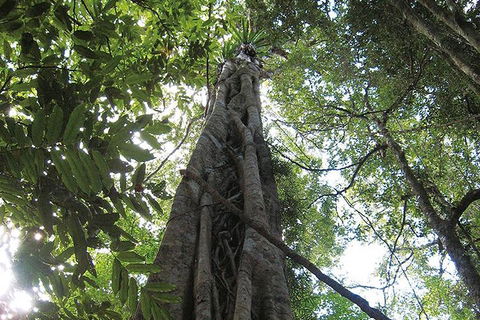 Natural Bridge Glow Worm Night Tour From Gold Coast - Accommodation Gladstone 1