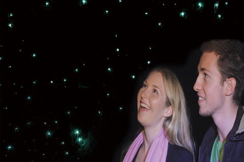 Natural Bridge Glow Worm Night Tour From Gold Coast - Accommodation Gladstone 3