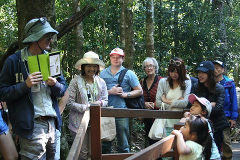 Natural Bridge Glow Worm Night Tour From Gold Coast - Accommodation Gladstone 4
