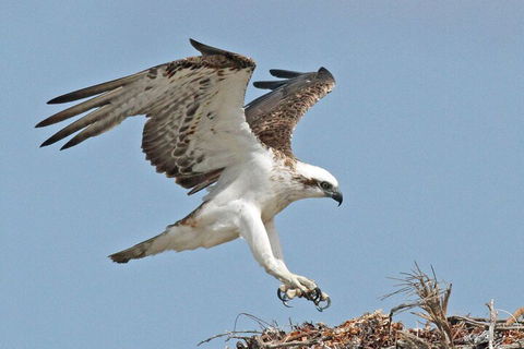 Shipwreck Special Nature Tour/Half Day Tour - Accommodation Gladstone 4