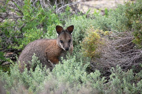 Pink Lake + Abrolhos Islands Nature Tour - Accommodation Gladstone 1
