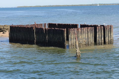 Best Of Moreton Bay Cruise - Accommodation Gladstone 1