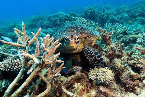 Great Barrier Reef Day Cruise From Cairns Including Snorkeling And Marine Biologist Presentation - Accommodation Gladstone 4