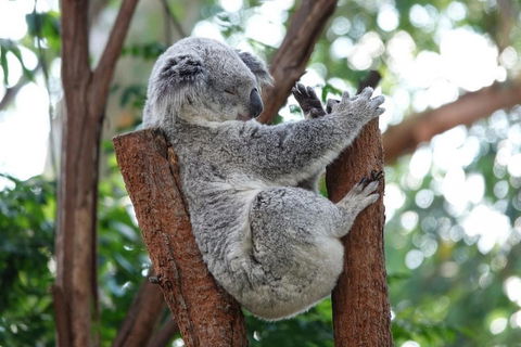 Small-Group Blue Mountains Tour With A Local Guide - Accommodation Gladstone 2