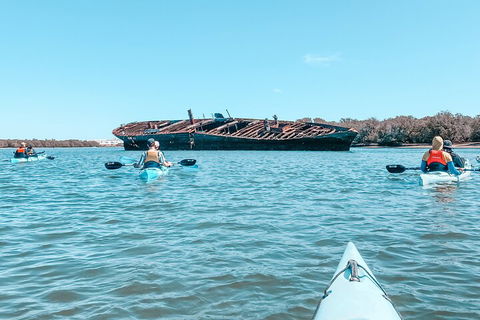 Kayak Tour In Adelaide Dolphin Sanctuary - Accommodation Gladstone 3