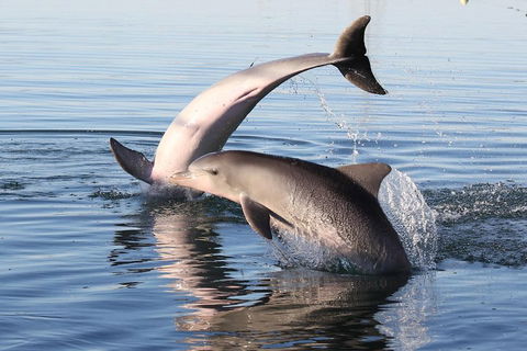 Kayak Tour In Adelaide Dolphin Sanctuary - Accommodation Gladstone 5