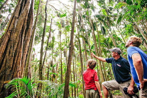 Natural Bridge & Springbrook Waterfalls Tour + Hot Air Balloon With Breakfast - Accommodation Gladstone 5