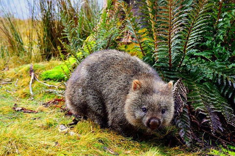 Cradle Mountain National Park Day Tour From Launceston - Accommodation Gladstone 0