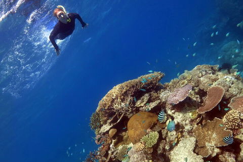 Silverswift Outer Great Barrier Reef Dive And Snorkel Cruise From Cairns - Accommodation Gladstone 3