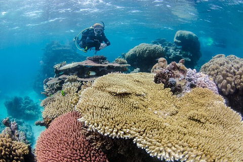 Silverswift Outer Great Barrier Reef Dive And Snorkel Cruise From Cairns - Accommodation Gladstone 5
