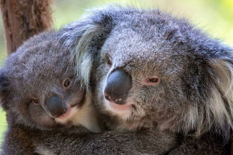 Half-Day Or Full-Day Tour With Private Guide From Melbourne - Accommodation Gladstone 1