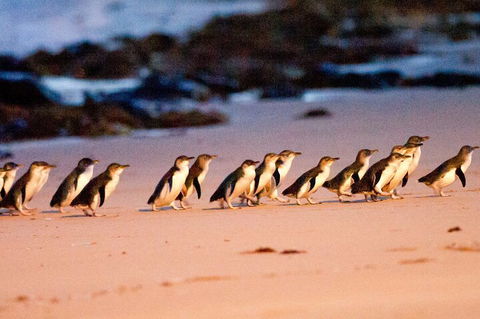 Half-Day Or Full-Day Tour With Private Guide From Melbourne - Accommodation Gladstone 5