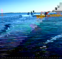 Penguin and Seal Islands Sea Kayaking Experience - Accommodation Gladstone