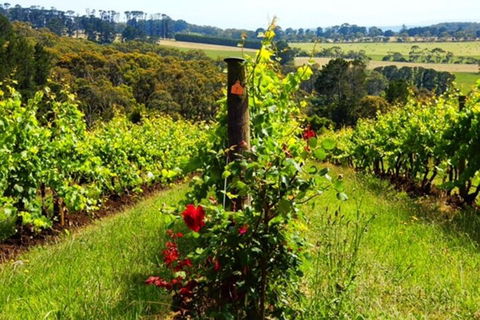 Mornington Peninsula Sightseeing Tour For 2-6 Guests. - Accommodation Gladstone 3