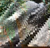 Private Blue Mountains and Wildlife Park Tour from Sydney with Barbecue Lunch - Accommodation Gladstone
