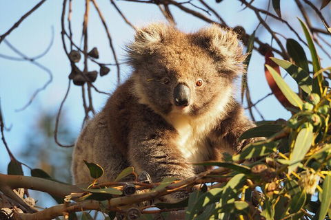 2-Hour Koala Walking Tour In Kangaroo Island - Accommodation Gladstone 0