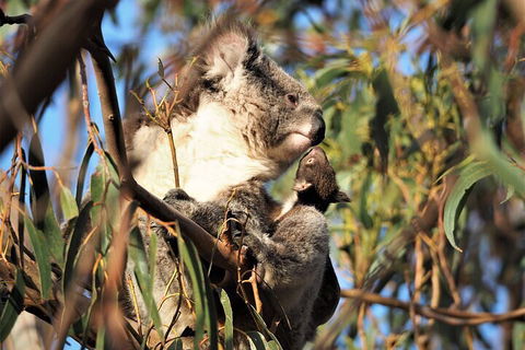 2-Hour Koala Walking Tour In Kangaroo Island - Accommodation Gladstone 1