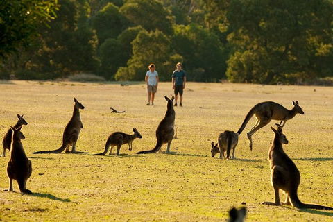 Grampians National Park Small-Group Eco Tour From Melbourne - Accommodation Gladstone 4