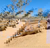 West MacDonnell Ranges Half-Day Small-Group Tour with Camel Ride - Accommodation Gladstone