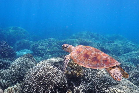 Calypso Outer Great Barrier Reef Cruise From Port Douglas - Accommodation Gladstone 2