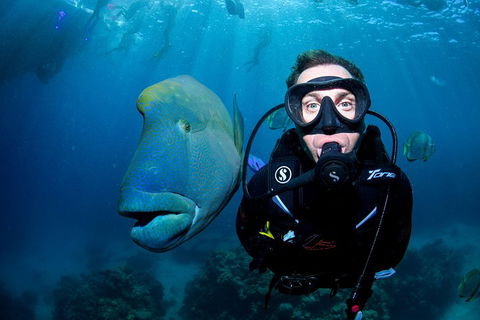 Full Day Reef Cruise Including 10 Minute Heli Scenic Flight: Get High Package - Accommodation Gladstone 1