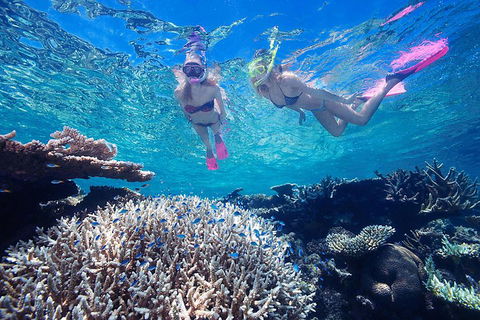 Great Barrier Reef Scenic Helicopter Tour And Cruise From Cairns - Accommodation Gladstone 3