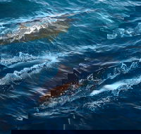 Sydney Whale-Watching Cruise - Accommodation Gladstone