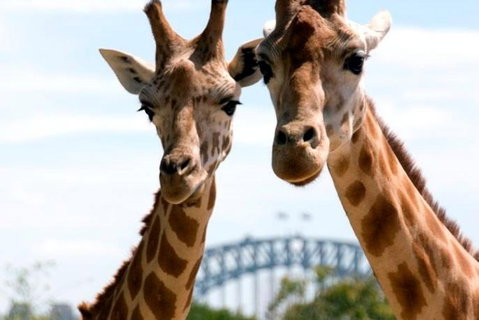 Sydney Harbour Ferry With Taronga Zoo Entry Ticket - Accommodation Gladstone 1