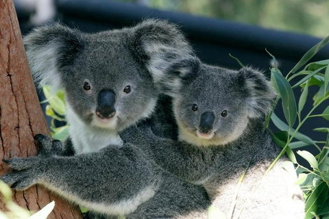 Sydney Harbour Ferry With Taronga Zoo Entry Ticket - Accommodation Gladstone 3