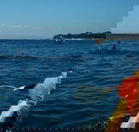 Mornington Peninsula Kayak Coastline Tour of Dolphin Sanctuary - Accommodation Gladstone