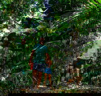 Full Day Daintree Rainforest and Mossman Gorge Tour - Accommodation Gladstone