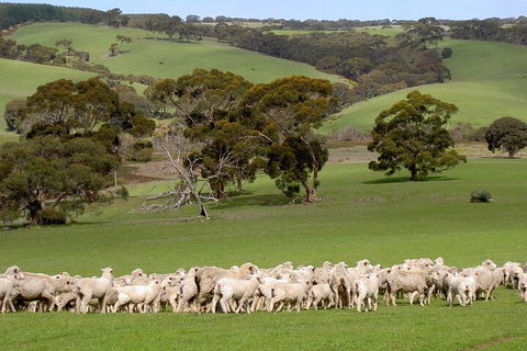 Kangaroo Island Luxury Small Group 'Island Life' Full Day Tour - Accommodation Gladstone 1