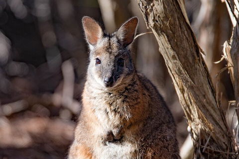 Kangaroo Island Luxury Small Group 'Island Life' Full Day Tour - Accommodation Gladstone 3