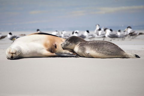 Kangaroo Island Luxury Small Group 'Island Life' Full Day Tour - Accommodation Gladstone 5