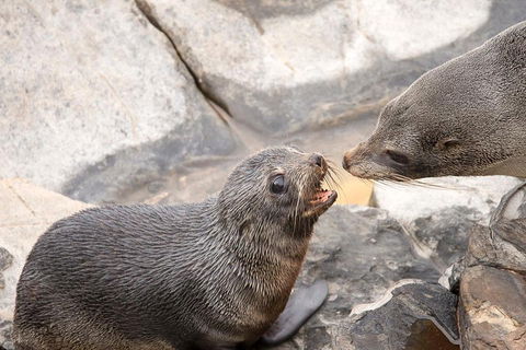 Kangaroo Island Luxury Small Group 'Flinders Chase Focus' Full Day Tour - Accommodation Gladstone 2