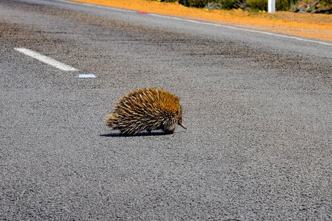 Kangaroo Island Luxury Small Group 'Flinders Chase Focus' Full Day Tour - Accommodation Gladstone 3