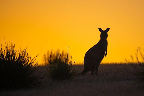 Kangaroo Island Luxury Small Group 'Flinders Chase Focus' Full Day Tour - Accommodation Gladstone 5