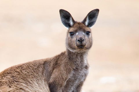 Kangaroo Island Luxury Small Group 'East End Explorer' Full Day Tour - Accommodation Gladstone 1